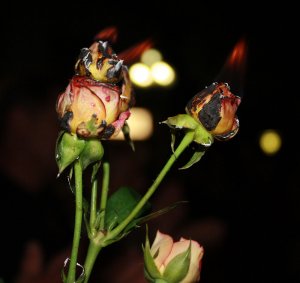 blume.jpg